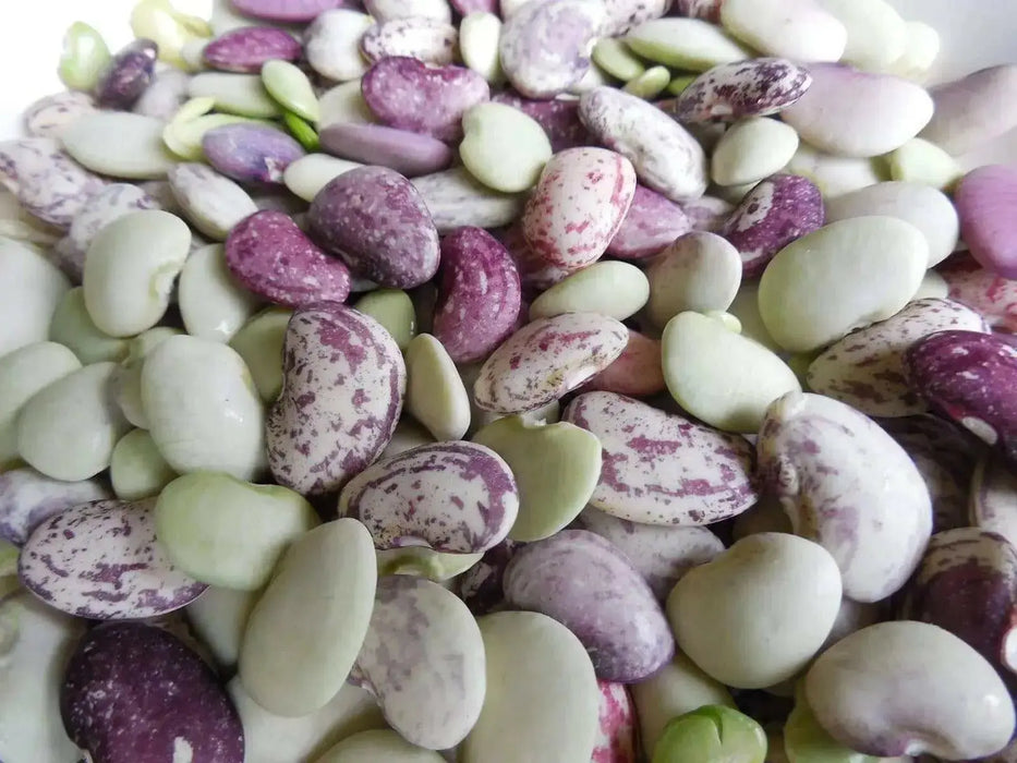 Jackson Wonder - Bush Lima Beans, Heirloom Non Gmo - Caribbean garden seed