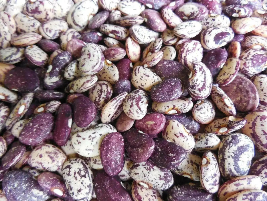 Jackson Wonder - Bush Lima Beans, Heirloom Non Gmo - Caribbean garden seed