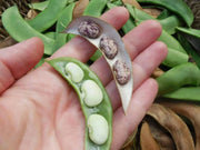 Jackson Wonder - Bush Lima Beans, Heirloom Non Gmo - Caribbean garden seed