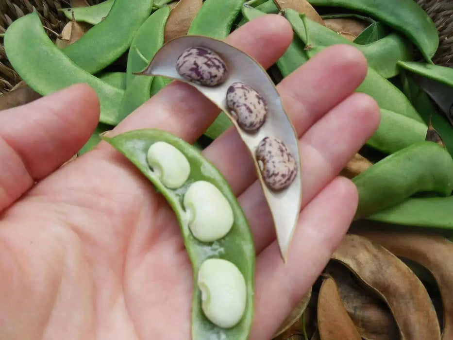 Jackson Wonder - Bush Lima Beans, Heirloom Non Gmo - Caribbean garden seed