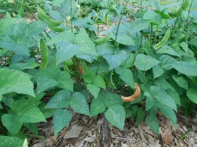 Jackson Wonder - Bush Lima Beans, Heirloom Non Gmo - Caribbean garden seed