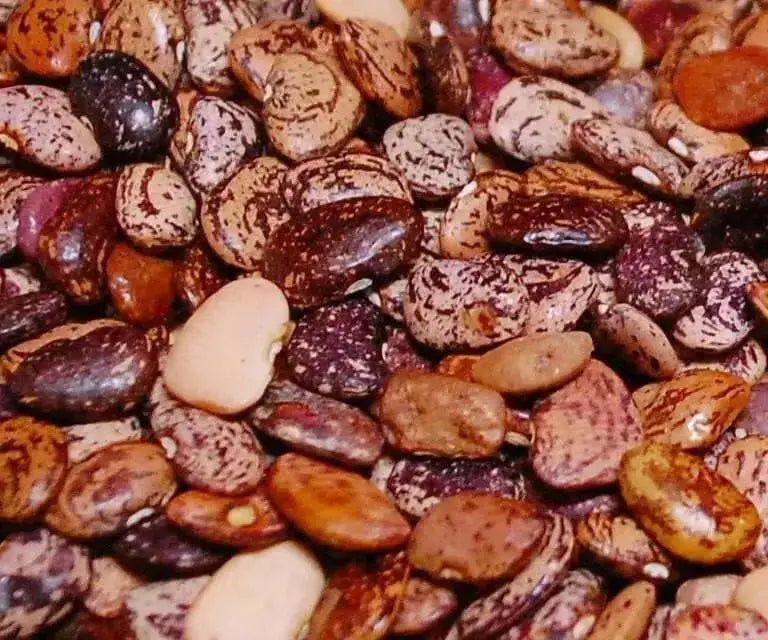 Jackson Wonder Bush Lima Beans Seeds,Heirloom Non Gmo - Caribbean garden seed