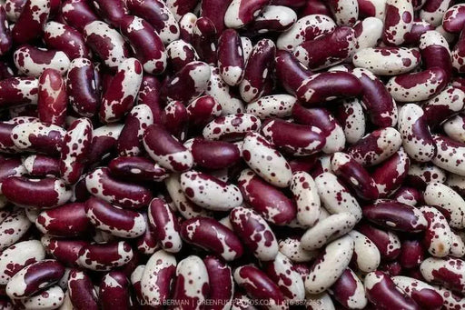 Jacob's Cattle BEAN( BUSH) Dry/Shelling - Caribbean garden seed