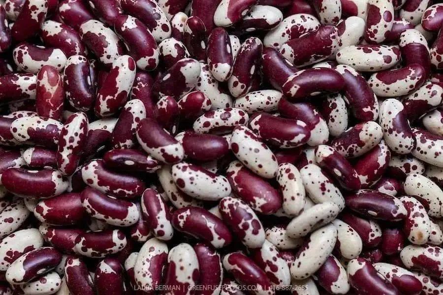Jacob's Cattle BEAN( BUSH) Dry/Shelling - Caribbean garden seed