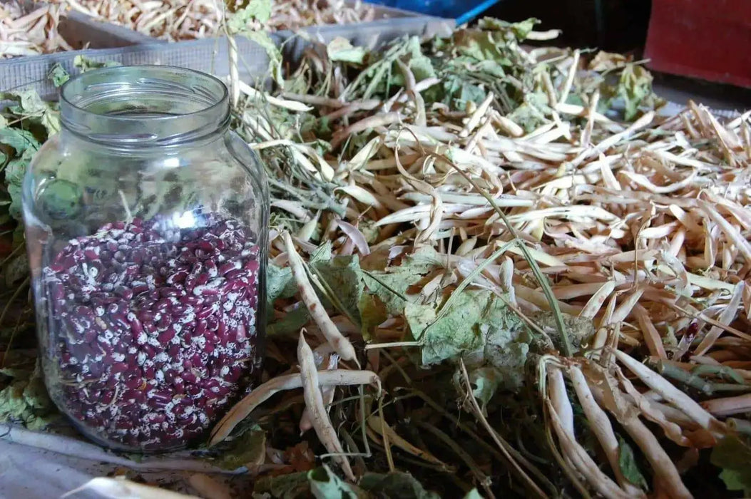 Jacob's Cattle BEAN( BUSH) Dry/Shelling - Caribbean garden seed