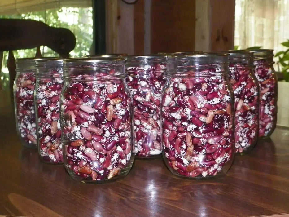 Jacob's Cattle BEAN( BUSH) Dry/Shelling - Caribbean garden seed