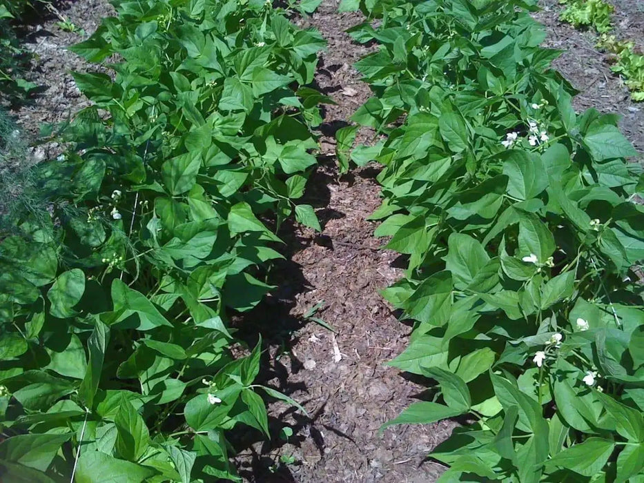 Jacob's Cattle BEAN( BUSH) Dry/Shelling - Caribbean garden seed