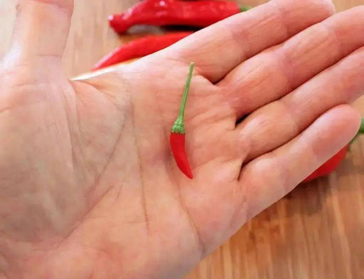 Jamaican Bird Pepper Seeds (Capsicum frutescens) VERY HOT, Chili pequin - Caribbean garden seed