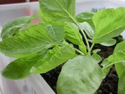 Jamaican Callaloo, (Live Plants ) Edible Amaranth ,Asian Vegetable - Caribbean garden seed