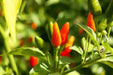 Jamaican Bird PEPPER , Live Plant, Very hot - Caribbean garden seed