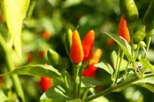 Jamaican Bird PEPPER , Live Plant, Very hot - Caribbean garden seed