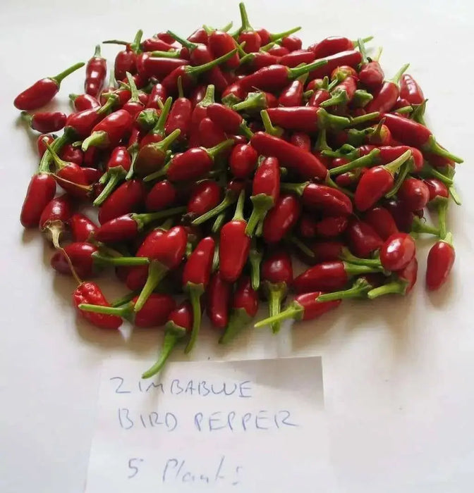 Jamaican Bird PEPPER , Live Plant, Very hot - Caribbean garden seed