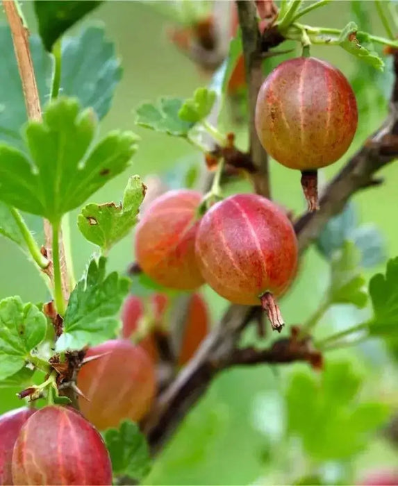 jahns prairie  Gooseberry (Live plants) Perennial Vine - Caribbean garden seed