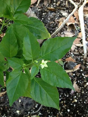 Jamaican Bird PEPPER , Live Plant, Very hot - Caribbean garden seed