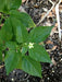 Jamaican Bird PEPPER , Live Plant, Very hot - Caribbean garden seed