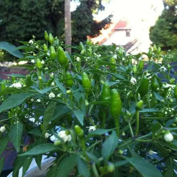 Jamaican Bird PEPPER , Live Plant, Very hot - Caribbean garden seed