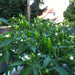 Jamaican Bird PEPPER , Live Plant, Very hot - Caribbean garden seed