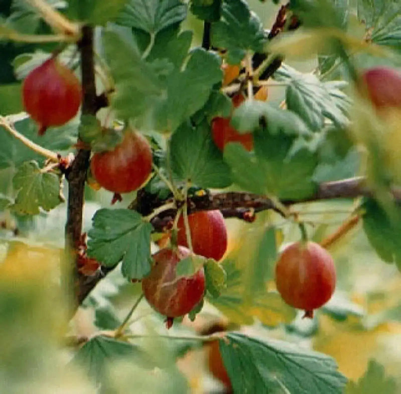 jahns prairie  Gooseberry (Live plants) Perennial Vine - Caribbean garden seed