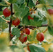 jahns prairie  Gooseberry (Live plants) Perennial Vine - Caribbean garden seed