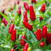 Jamaican Bird PEPPER , Live Plant, Very hot - Caribbean garden seed