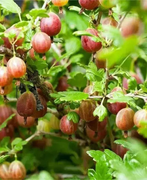 jahns prairie  Gooseberry (Live plants) Perennial Vine - Caribbean garden seed