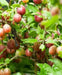jahns prairie  Gooseberry (Live plants) Perennial Vine - Caribbean garden seed