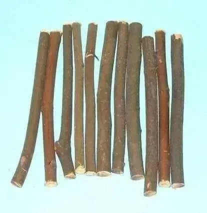 JAMAICAN CHEW STICK - Caribbean garden seed