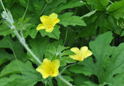 JAMAICAN CERASEE SEEDS-Bitter Melon- Asian Vegetable - Caribbean garden seed