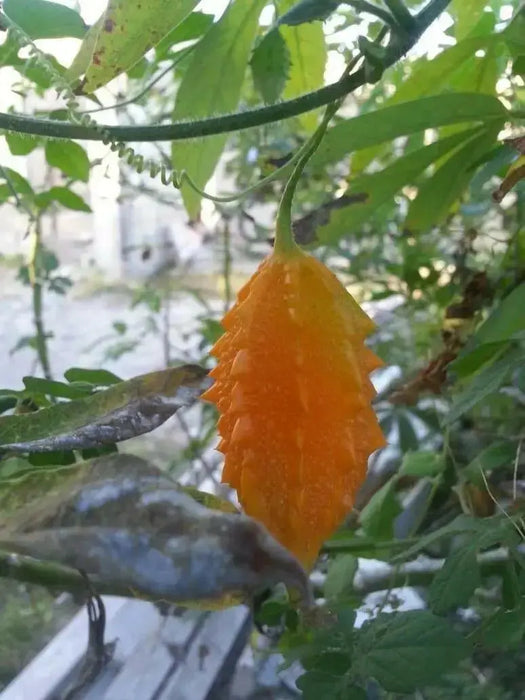 JAMAICAN CERASEE SEEDS-Bitter Melon- Asian Vegetable - Caribbean garden seed