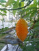 JAMAICAN CERASEE SEEDS-Bitter Melon- Asian Vegetable - Caribbean garden seed