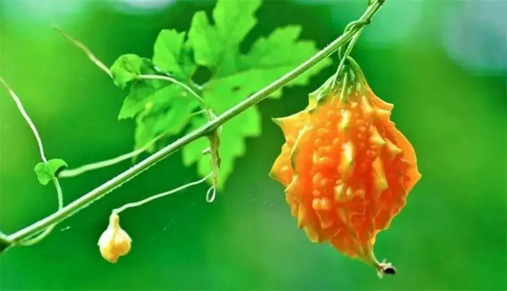 JAMAICAN CERASEE SEEDS-Bitter Melon- Asian Vegetable - Caribbean garden seed