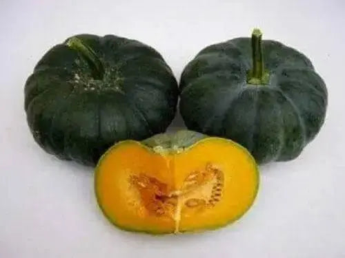 Jamaican Pumpkin Seeds,winter squash - Caribbean garden seed