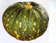 Jamaican FLAT Pumpkin SeedS (Calabaza) WINTER squash - Caribbean garden seed