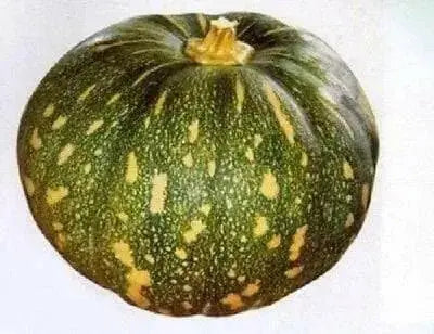 Jamaican FLAT Pumpkin SeedS (Calabaza) WINTER squash - Caribbean garden seed