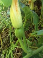 Jamaican FLAT Pumpkin SeedS (Calabaza) WINTER squash - Caribbean garden seed