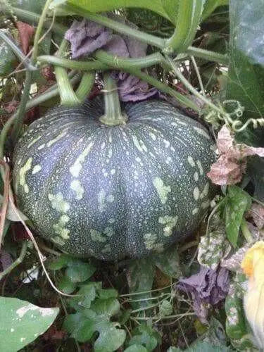Jamaican FLAT Pumpkin SeedS (Calabaza) WINTER squash - Caribbean garden seed