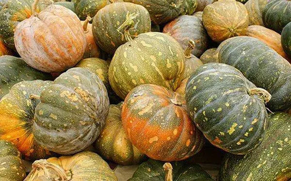JAMAICAN FLAT PUMPKIN Seed (WINTER SQUASH) Calabaza de Castilla, - Caribbean garden seed