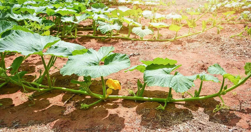 JAMAICAN FLAT PUMPKIN Seed (WINTER SQUASH) Calabaza de Castilla, - Caribbean garden seed