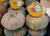JAMAICAN FLAT PUMPKIN Seed (WINTER SQUASH) Calabaza de Castilla, - Caribbean garden seed