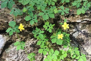 Jamaican DRY Cerasee leaves, TEA HERB, BITTER MELON - Caribbean garden seed