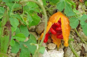 Jamaican DRY Cerasee leaves, TEA HERB, BITTER MELON - Caribbean garden seed