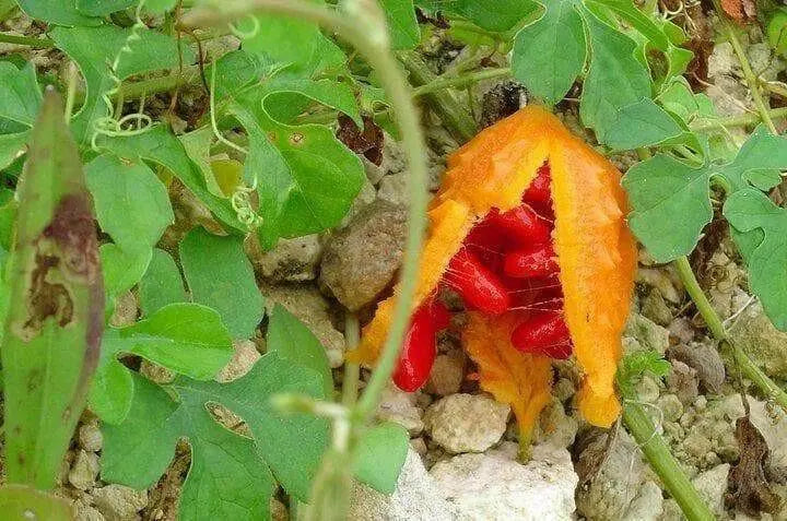Jamaican DRY Cerasee leaves, TEA HERB, BITTER MELON - Caribbean garden seed