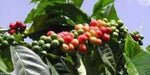 Jamaican Blue Mountain Coffee bean Seeds ,Caribbean products,  Plant indoor /outdoor - Caribbean garden seed