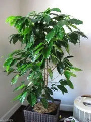 Jamaican Blue Mountain Coffee bean Seeds ,Caribbean products,  Plant indoor /outdoor - Caribbean garden seed