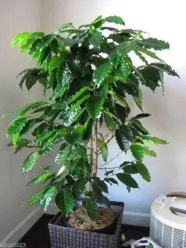 Jamaican Blue Mountain Coffee bean Seeds ,Caribbean products,  Plant indoor /outdoor - Caribbean garden seed