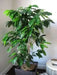 Jamaican Blue Mountain Coffee bean Seeds ,Caribbean products,  Plant indoor /outdoor - Caribbean garden seed