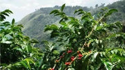 Jamaican Blue Mountain Coffee bean Seeds ,Caribbean products,  Plant indoor /outdoor - Caribbean garden seed