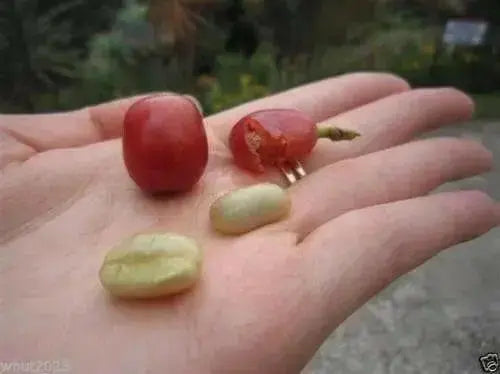 Jamaican Blue Mountain Coffee bean Seeds ,Caribbean products,  Plant indoor /outdoor - Caribbean garden seed