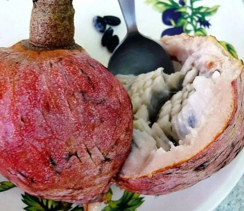 Jamaican Custard Apple Tree Seed, TROPICAL FRUIT, SUGAR APPLE - Caribbean garden seed