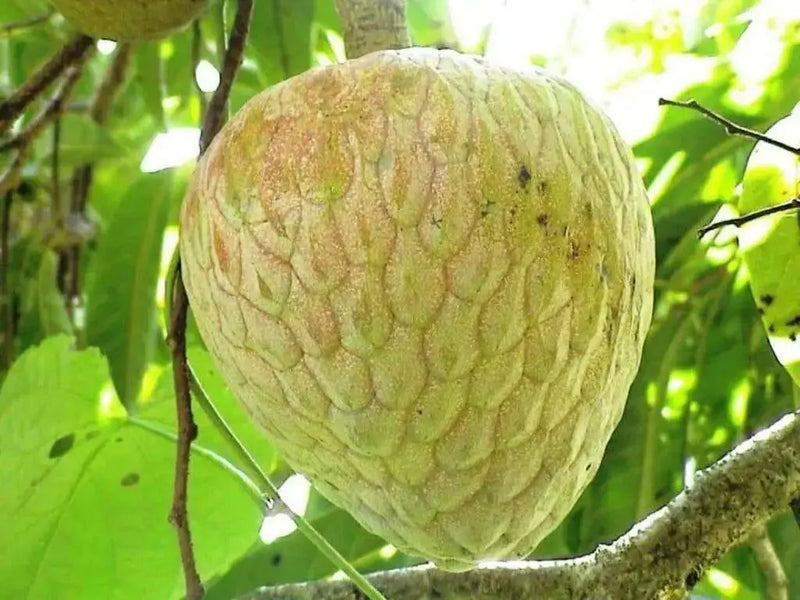 Jamaican Custard Apple Tree Seed, TROPICAL FRUIT, SUGAR APPLE - Caribbean garden seed